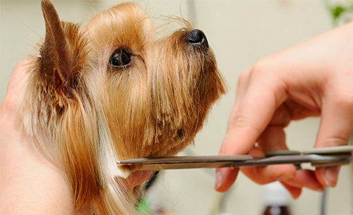 dog grooming scissors
